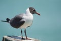 Laughing Gull Posing Royalty Free Stock Photo