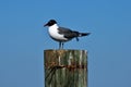 Laughing Gull resting on a piling in the wild Royalty Free Stock Photo