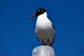 Laughing gull on river piling