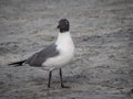 Laughing gull in sand