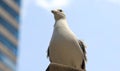 Laughing gull Seagull flying in ocean in south Florida Miami beach Royalty Free Stock Photo