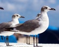 Laughing gull Seagull in south Florida Miami beach Royalty Free Stock Photo