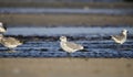 Laughing Gull shorebirds on beach, Hilton Head Island Royalty Free Stock Photo