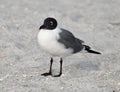 A Laughing Gull Standing on a Beach Royalty Free Stock Photo