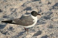 Laughing Gull standing on the sand Royalty Free Stock Photo