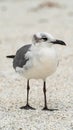 Laughing Gull standing on sandy beach Royalty Free Stock Photo
