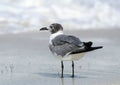 Laughing Gull standing on wet sand Royalty Free Stock Photo