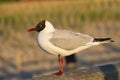 Laughing gull stands pier on the Baltic Sea by the sea. The bird looks the sunset