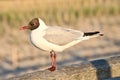 Laughing gull stands pier on the Baltic Sea by the sea. The bird looks the sunset Royalty Free Stock Photo