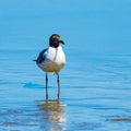 Laughing Gull Staring at You in the Blue Royalty Free Stock Photo
