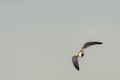 Laughing Gull turning toward dune