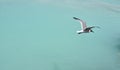 Laughing Gull with Wings Extended in Flight