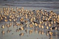 Laughing gulls