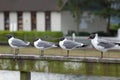 Laughing Gulls