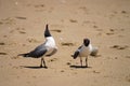 Laughing Gulls with Attitude!