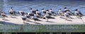 Laughing Gulls (Larus atricilla) Royalty Free Stock Photo