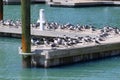 Laughing Gulls Larus atricilla Royalty Free Stock Photo