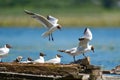 Laughing gulls (Larus ridibundus) against water on the old pier. The plumage in white and black. Seagulls on the lake Royalty Free Stock Photo