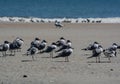 Laughing Gulls Leucophaeus Atricilla on Fernandina Beach, Fort Clinch State Park, Nassau County, Florida USA Royalty Free Stock Photo