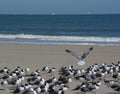 Laughing Gulls Leucophaeus Atricilla on Fernandina Beach, Fort Clinch State Park, Nassau County, Florida USA Royalty Free Stock Photo