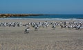 Laughing Gulls Leucophaeus Atricilla on Fernandina Beach, Fort Clinch State Park, Nassau County, Florida USA Royalty Free Stock Photo