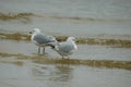 Laughing Gulls on Mississippi beach