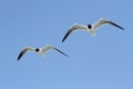 Laughing Gulls By The Ocean