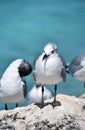 Laughing Gulls Perched on a Rock Above the Ocean