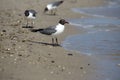 Laughing Gulls on the Atlantic shoreline in Lewes Delaware