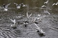 Laughing gulls swimming on or flying above a lake