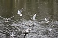 Laughing gulls swimming on or flying above a lake