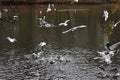Laughing gulls swimming on a lake eating bread