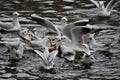 Laughing gulls swimming on a lake eating bread