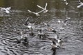 Laughing gulls swimming on a lake eating bread