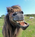 Laughing Horse Royalty Free Stock Photo