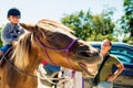 Laughing horse Royalty Free Stock Photo