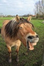 Laughing horse Royalty Free Stock Photo