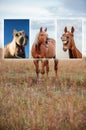 Laughing horse collage Royalty Free Stock Photo