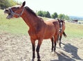 Laughing Horse Royalty Free Stock Photo