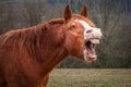 Laughing Horse