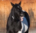 Laughing Horse Funny Equine with Mouth Wide Open Showing Teeth Royalty Free Stock Photo