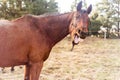 Laughing horse on the meadow