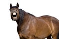 Laughing Horse With Mouth Open Showing Teeth