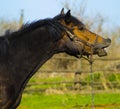 Laughing horse.pet horse laughing close  up Royalty Free Stock Photo