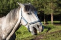 Laughing horse, white funny horse portrait Royalty Free Stock Photo