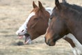 Laughing horses Royalty Free Stock Photo