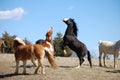 Laughing horses Royalty Free Stock Photo