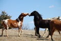 Laughing horses Royalty Free Stock Photo
