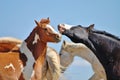 Laughing horses Royalty Free Stock Photo