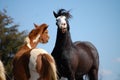 Laughing horses Royalty Free Stock Photo